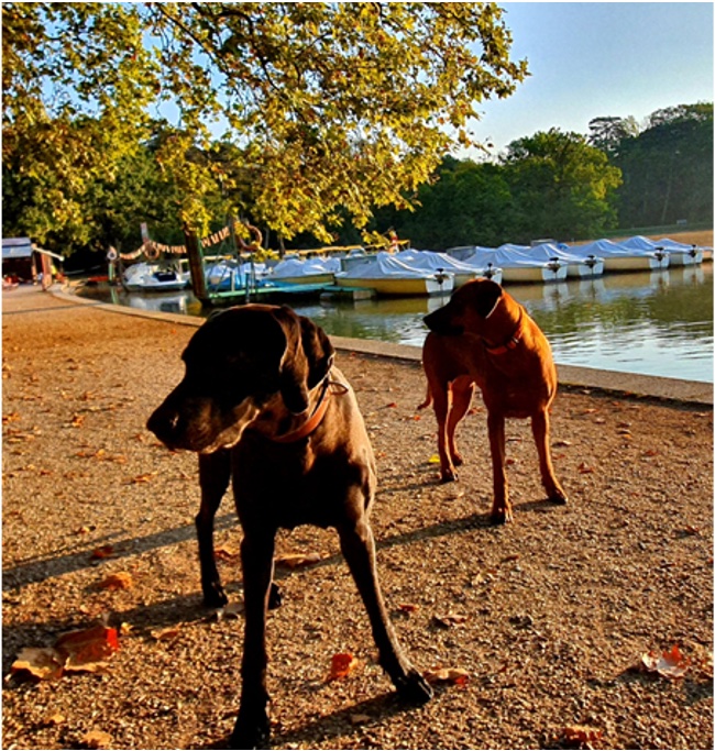 Hunde VAdvisory Finanzberatung